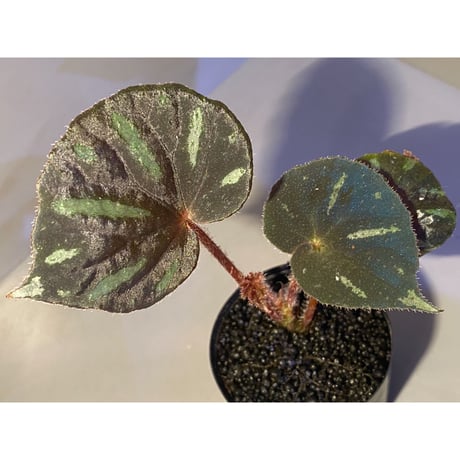 Begonia sp. from Cao Bang [YH251019] TK