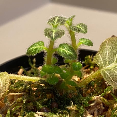 Pearcea hypocyrtiflora from South America
