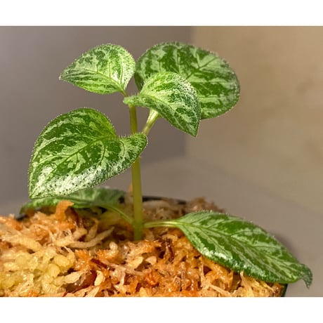 Gymnostachyum sp. "type B" from Aceh Selatan [HW0816-03]