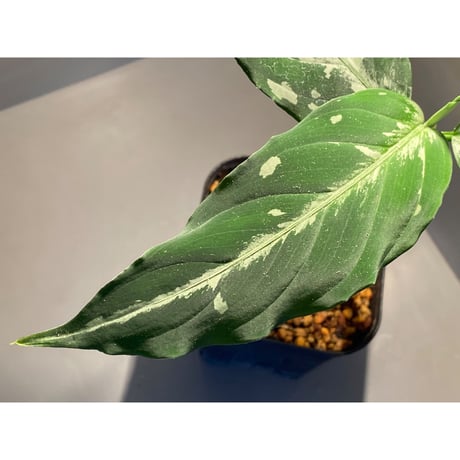 Aglaonema pictum from Sumatera A2 [TK070918]