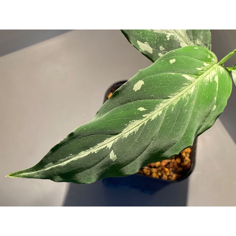 Aglaonema pictum from Sumatera A2 [TK070918] |