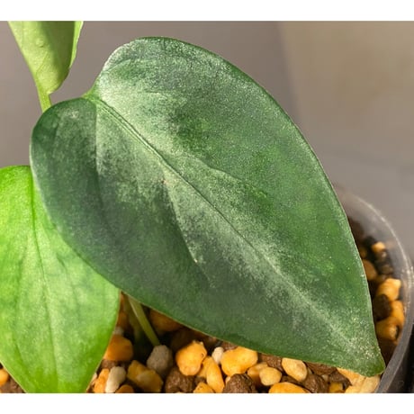 Aglaonema pictum "Eureka Mk-2" DFS from Sumatra barat [AZ0912-1] ①