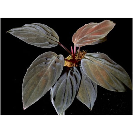 Homalomena sp. Red "Sabah-6" [R0515-03a]