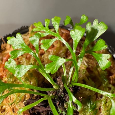 Asplenium cf. thunbergii from West Java
