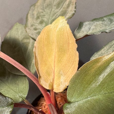 Homalomena sp. "Amber Velvet" from Kepulauan Riau