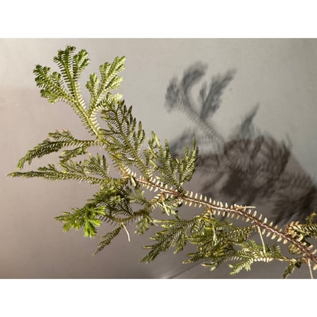 Selaginella sp. from Landak West Kalimantan
