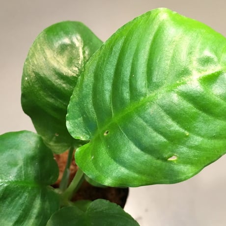 Schismatoglottis sp. from Bau Sarawak