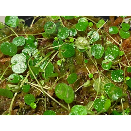 Pepeperomia emarginella from Colombia [LA0316-03]