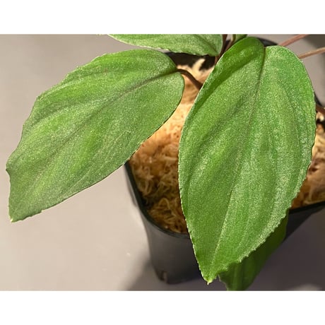 Homalomena sp. from Cameron Highlands [TK250916]