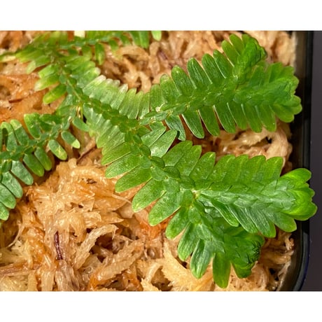 Selaginella sp. バリエガータ from "Nanga pinoh" [TB]