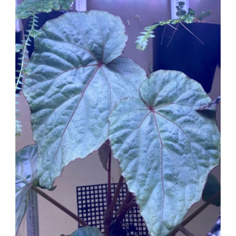 Begonia sp. from Na Hang ベトナム北部産 [TK]