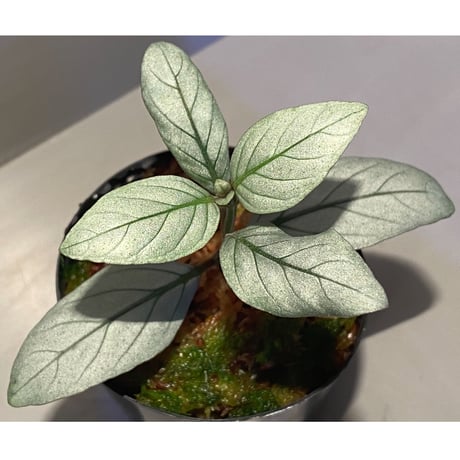 Acanthaceae gen. from Laos [LA]