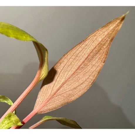 Homalomena 'Rec151' K0522-f2 [KZT]