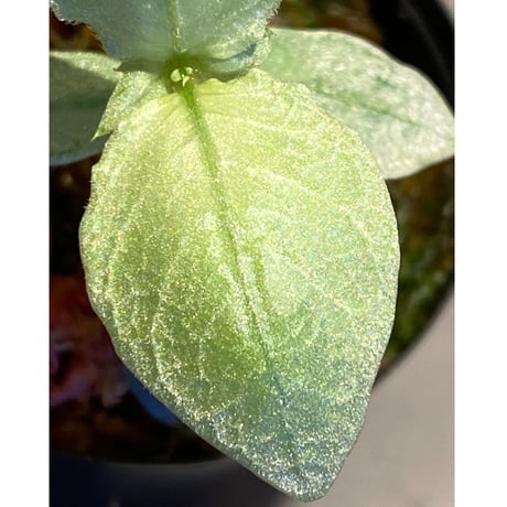 Argostemma sp. from Lebong Bengkulu sumatera [TB]