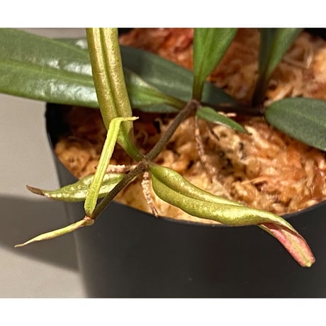 Medinilla sp. from Bukidnon 1.300m Mindanao Philippines