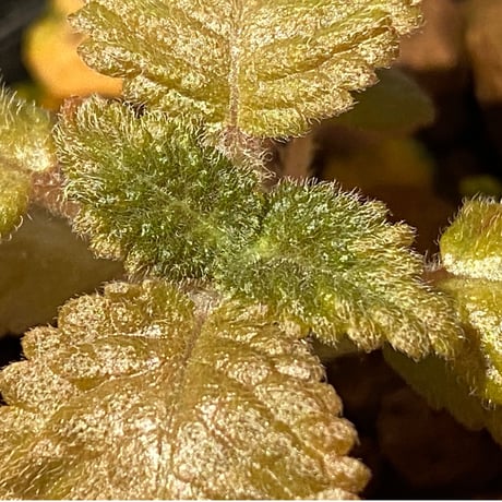 Nautilocalyx sp. 伊藤蟻植物農園