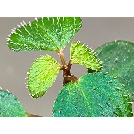 Sarcopyramis parvifolia from Malaysia [カミハタ]