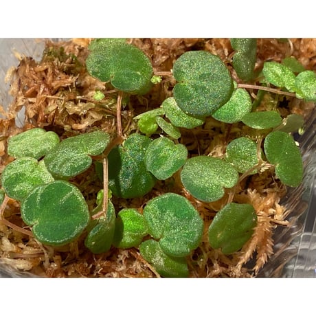 Begonia lichenora (sp.Mini) from Kalimantan Sarawak border [LA]