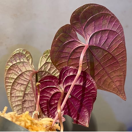 Dioscorea dodecaneura (discolor) from Ecuador