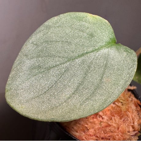Homalomena "鯖×月" [LA-hyb.22-04]
