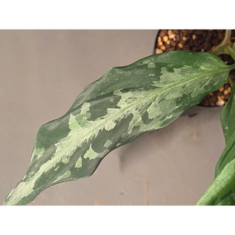 Aglaonema pictum A from Aceh sumatera [LA1115-03 i] ②