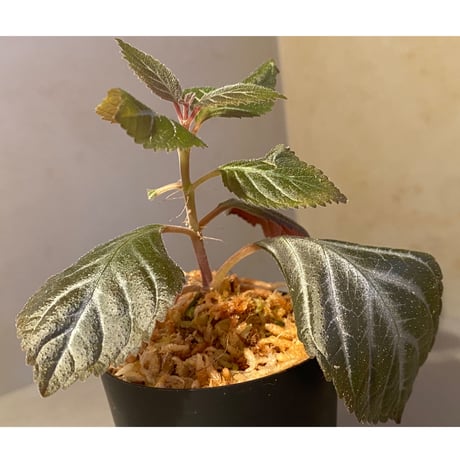 イワタバコ科の不明種 from Ecuador