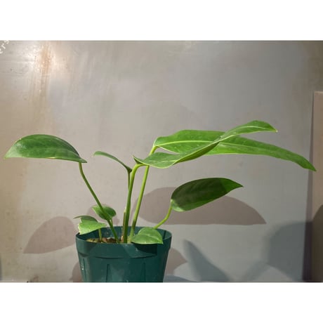 Anthurium sp. "MORONA"