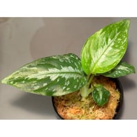 Schismatoglottis rongisupata from West Kalimantan