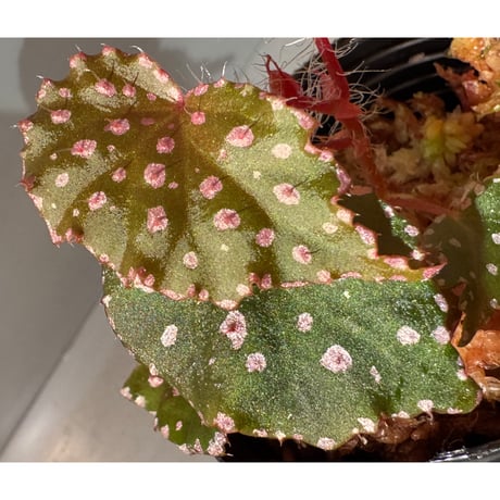 Begonia sp. "Muara Wahau" Kutai timur Kalimantan timur [TB]