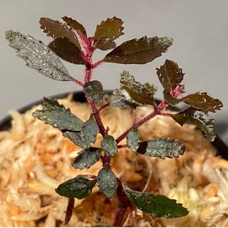Triolena pileoides from Ecuador