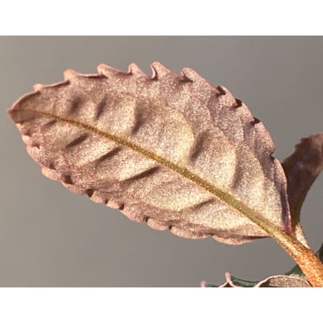 Emblemantha urnulata (Labisia sp.) from Riau sumatera [LA0815-01]