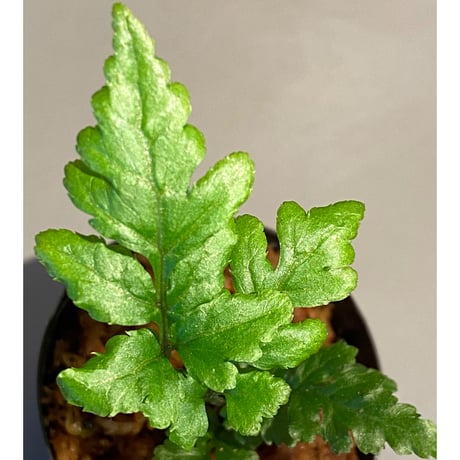 Bolbitis sp. from Siberut [LA]