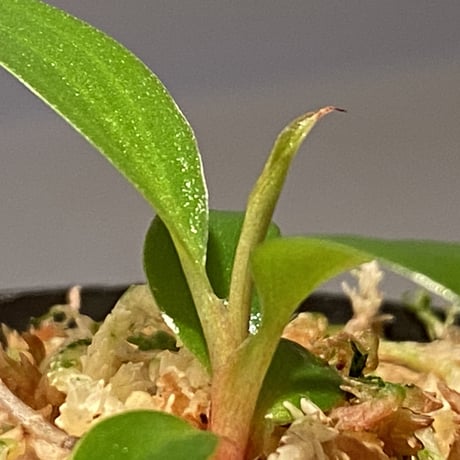 Philodendron sp. "Red Congo Compacta"
