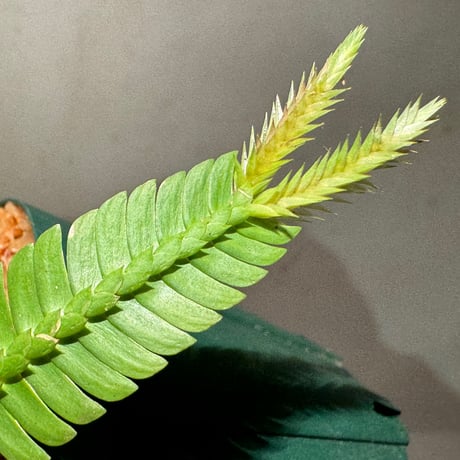 Selaginella sp. from Sanggau