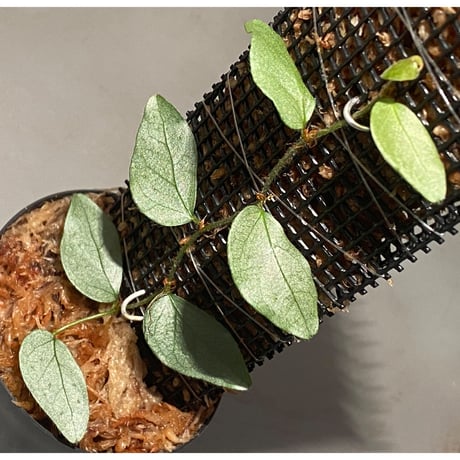 Ficus sp. "Muara wahau" white Kalimantan timur [TB]