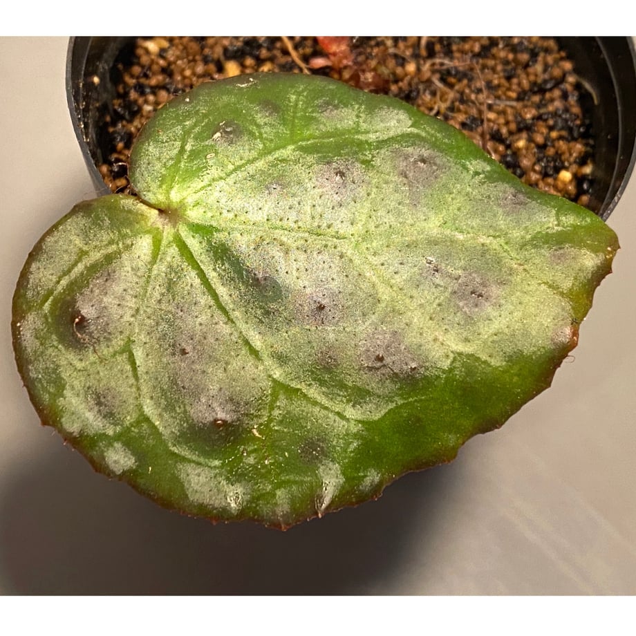 5e9540bc55fa036eac0d0b99