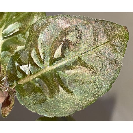 Nautilocalyx pallidus