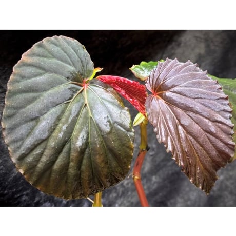 Begonia sp. from Kapuas hulu