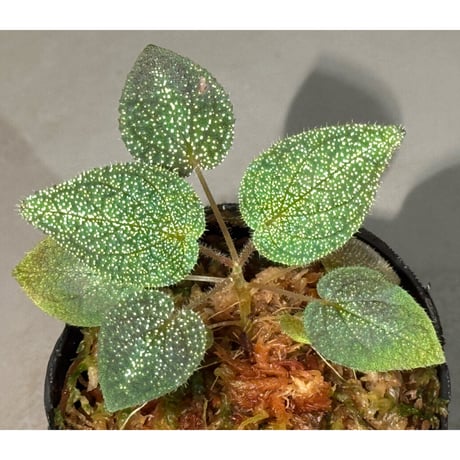 専用！希少！Melastoma sp.Ranau WWR便❣️メラストマ　ソネリラ Amazon｜希少 Melastoma sp.Ranau WWR便 メ マ ソネリラ 熱帯植物