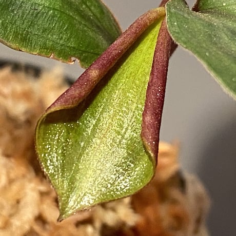 Geogenanthus undatus from Tarapoto Peru [tanakay]