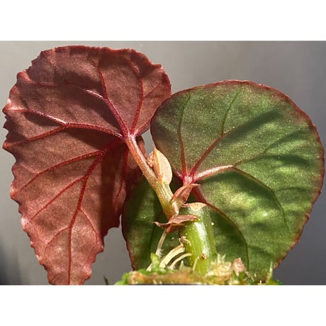 Begonia roseopunctata fromPakan Malaysia Sarawak [RIO]
