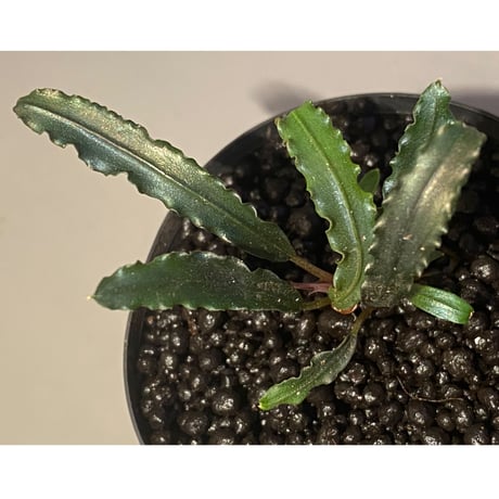 Bucephalandra sp. from "Mangat" [MF0417-2A]