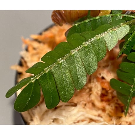 Biophytum cf. sensitivum [LA]