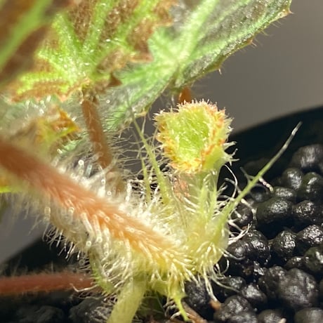 Begonia sp . from Sumpur [TK031117]