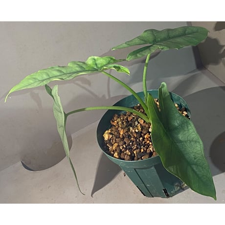Alocasia heterophylla "Silver"