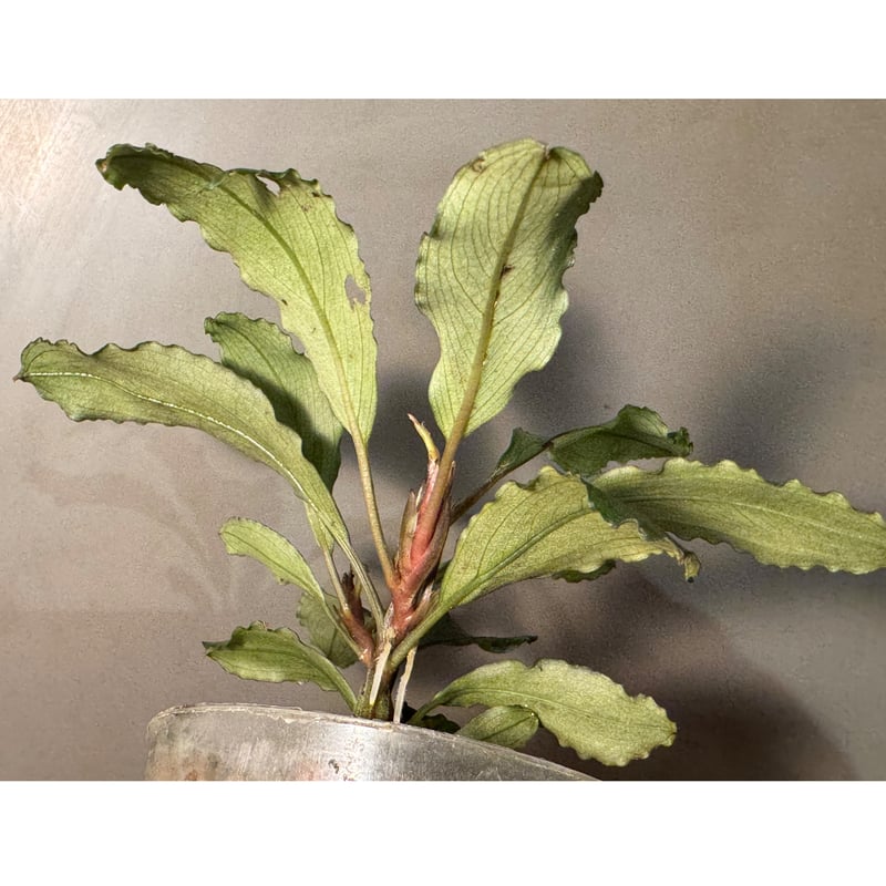 SatoさんBucephalandra bucephalandra-sekadau-bukit-