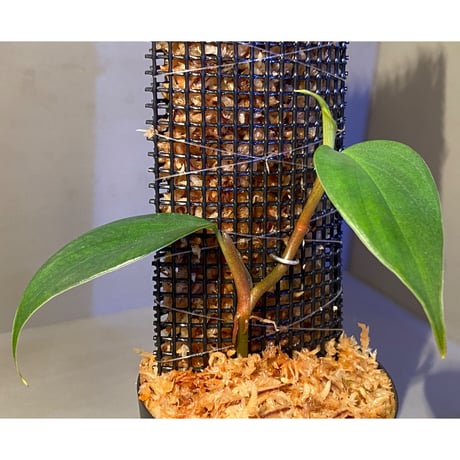 Philodendron sp. from  Colombia [tanakay]