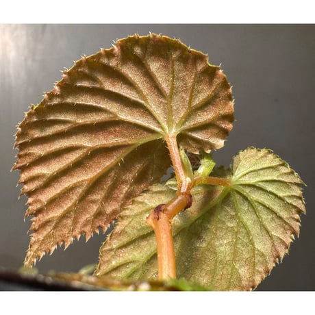 Begonia sp. from Kapuas hulu