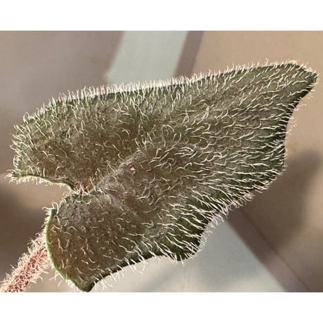 Homalomena sp. (cf. pexa) from Aceh Sumatera