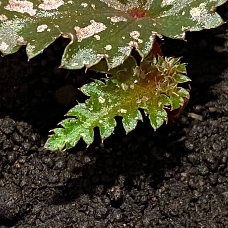 Begonia serratipetara from New Guinea